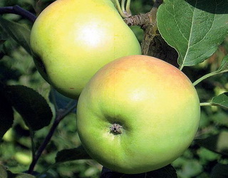 Вчені назвали сорти яблунь, стійкі до борошнистої роси